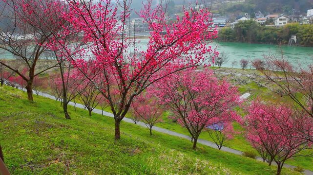 紅梅咲くろうかく梅園とろうかく湖