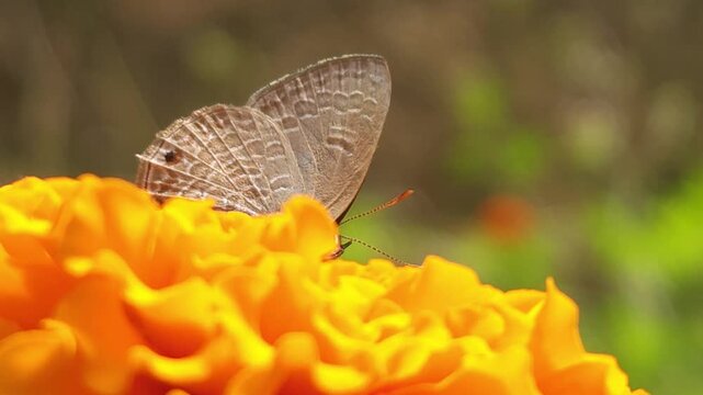 Grass Blue butterfly feeding on the nectar of a vibrant orange marigold flower in natural sunlight. Butterfly's delicate wings, extended proboscis, and pollination behavior in a blooming garden.