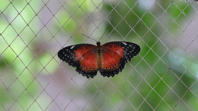 Red Lacewing butterfly flapping its wings against a fence