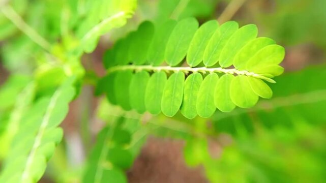 Fresh green tamarind leaves moving slowly. Natural background, organic texture, natural concept.