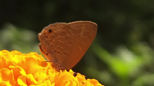 Grass Blue butterfly feeding on the nectar of a vibrant orange marigold flower in natural sunlight. Butterfly's delicate wings, extended proboscis, and pollination behavior in a blooming garden.