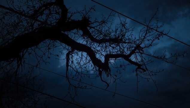 A shadowy branch on power lines.
