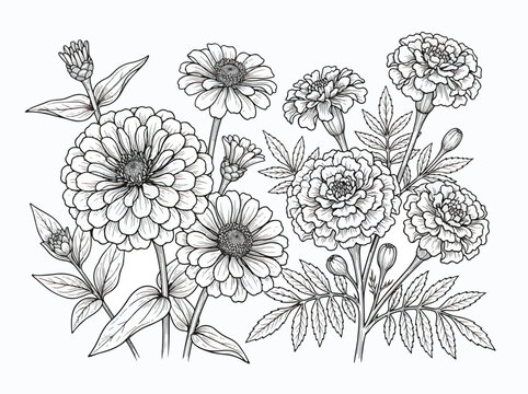 Hand Drawn Zinnia and Marigold Flower Bouquet Illustration