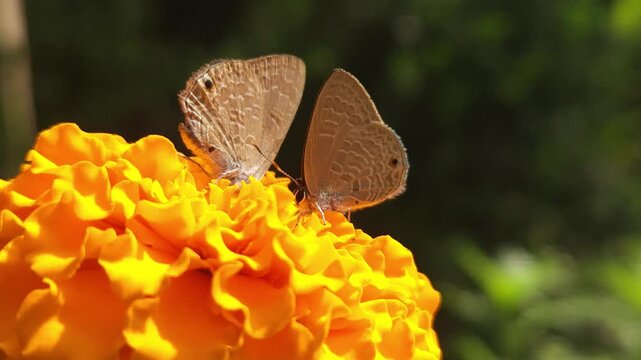Tiny Grass Blue butterflies Lycaenidae feeding on a vibrant orange marigold flower in sunlit garden. Delicate butterfly behavior, nectar feeding, pollination, and the beauty of nature. 