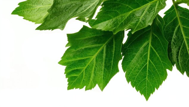 Egyptian molokhia leaves on a white background.
