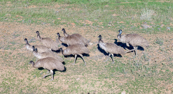 A flock of  emus in outback Queensland.