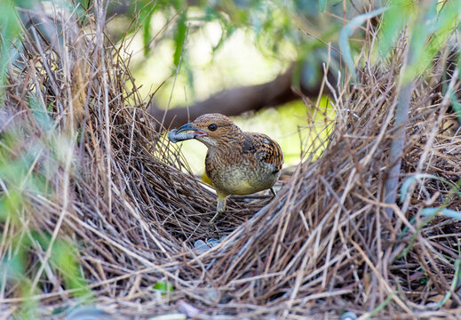 Spotted bowerbird in bower uin western Queensland.