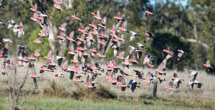 Pink galahs in flight in outback Queensland,Australia.