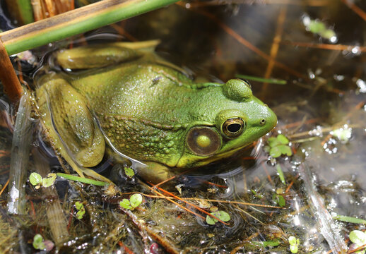 Adult male green frog (Rana clamitans / Lithobates clamitans) sitting on the edge of a pond on a warm, sunny summer day. The large tympanum identifies the frog's sex as male. 