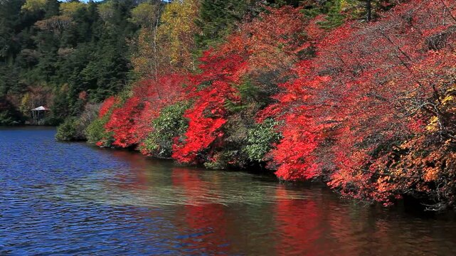 白駒池のドウダンツツジの紅葉