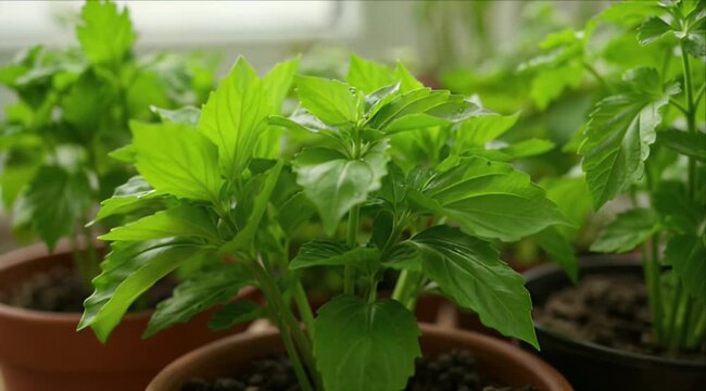 Sustainabilitygreen plant leaf potted herb foliage pot soil indoor growth sustainability home garden fresh natural light eco friendly living terracotta container window gardening