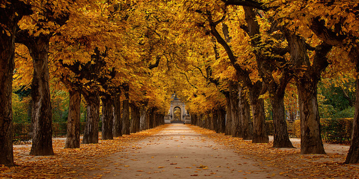 Symmetrical City Park Path Lined with Autumn Yellow Trees