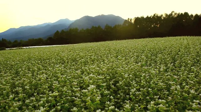 夕暮れのソバ畑と戸隠連峰