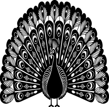 balck and white peacock