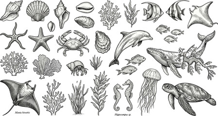 Vintage hand drawn marine life collection featuring ocean animals seashells coral reef and sea creatures isolated on white © Sabbir