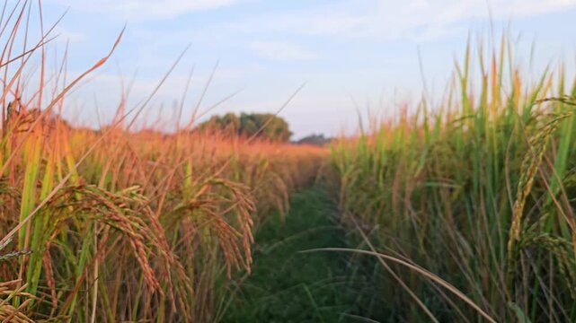 Eye-level view of golden ripening rice field Oryza sativa with narrow farm path running through crop during golden hour. Warm evening sunlight illuminates the mature rice panicles