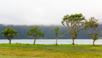 Naklejka premium Trees by the lake in Sete Cidades, San Miguel Island, Azores. Calm water and green landscape. Cloudy sky above the volcanic caldera.