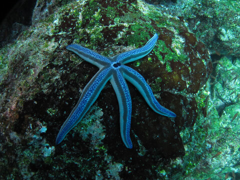 Estrella de mar