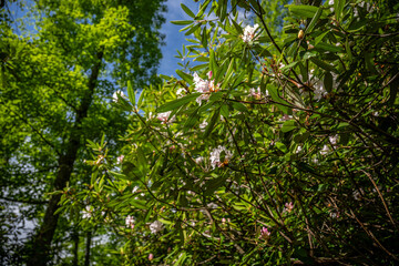 Fototapeta premium rhododendron