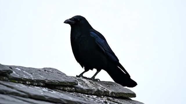 Raven perches on a weathered rooftop and caws on a cloudy day, showcasing its striking plumage.