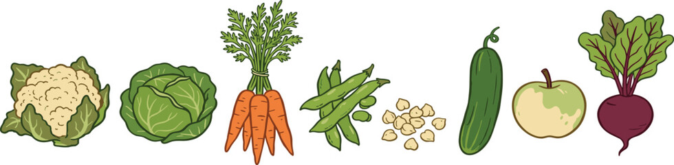 Fototapeta premium Fresh Organic Vegetable and Fruit Vector Set with Cauliflower Cabbage Carrot Green Beans Chickpeas Cucumber Apple and Beetroot for Healthy Diet Designs