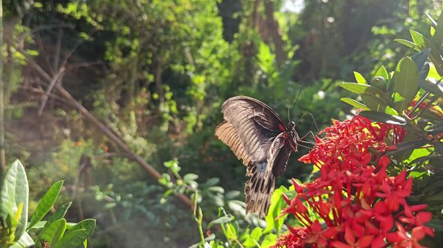 Blue Mormon Butterfly Papilio polymnestor feeding on vibrant Ixora flowers in tropical garden. Butterfly's striking black, cream, and iridescent blue wing patterns are beautiful