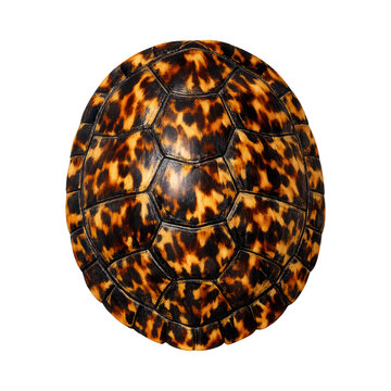 PNG Patterned turtle shell design
