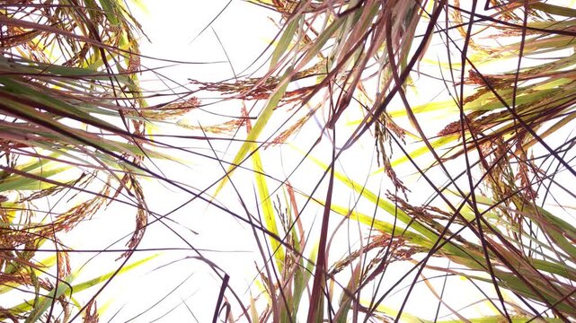 Low-angle view from beneath a ripening rice crop Oryza sativa looking upward through green leaves and golden panicles against clear blue sky. Unique perspective highlights the beauty of rice plants