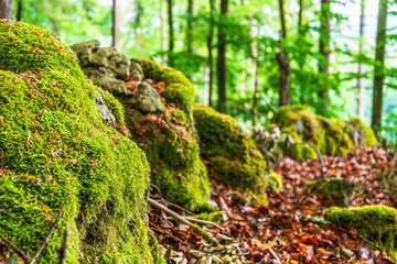 Moss covered rocks on forest floor in lush woodland © Lumen&Lines