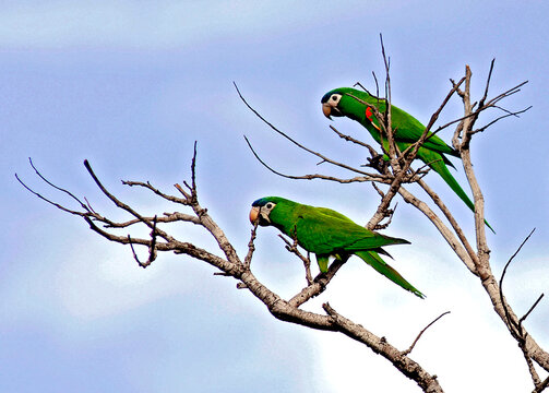 Animais. Aves. Periquitos.