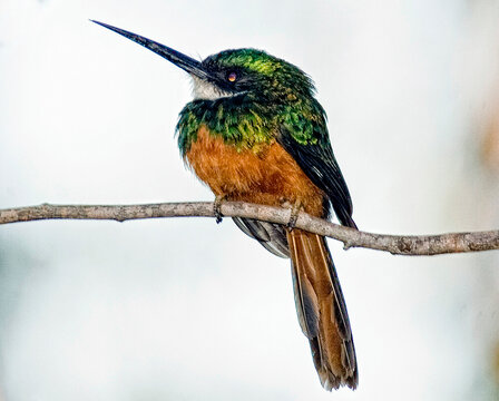Passaros do Cerrado. Galbula ruficauda - Ariramba de cauda ruiva. Foto de Sergio Amaral.