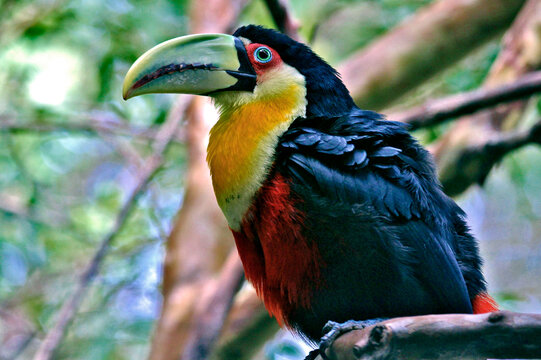 Tucano do bico verde (Ramphastos discolorus).
