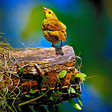 Canario