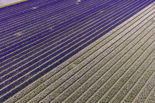 Top-down aerial of tulip and hyacinth field stripes in red yellow purple and green in the Bollenstreek near Keukenhof, Netherlands