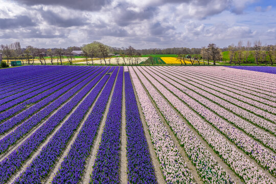 Aerial perspective of vivid purple and pink hyacinth rows with wind turbines and farms in the Bollenstreek near Keukenhof, Netherlands