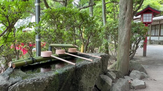 新緑の宮地嶽神社境内で手水舎の竹筒から静かに水が流れ落ちる風情ある手水鉢の映像