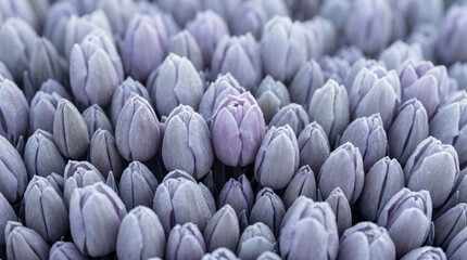 Obraz premium Close-up of buds of soft powdery tulips, Soft Focus Studio Floral Concept