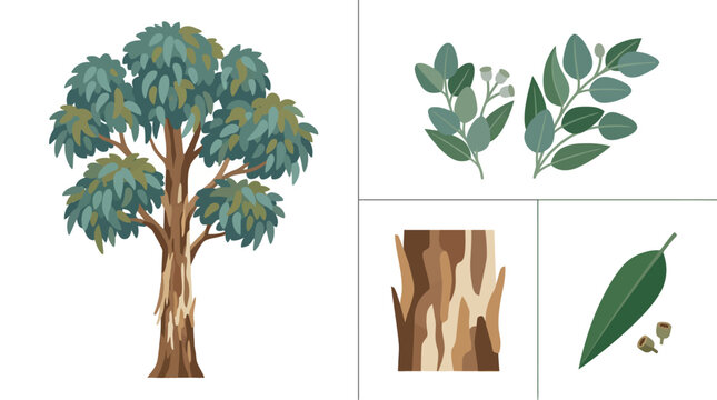 Eucalyptus tree botanical illustration with leaves and bark