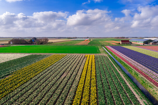 Wide aerial of mixed daffodil tulip and hyacinth fields with farmhouses in the Bollenstreek bulb region near Keukenhof, Netherlands