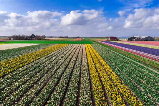 Aerial perspective of dense yellow daffodil rows with hyacinth bands and farms in the Bollenstreek near Keukenhof, Netherlands