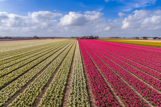 Aerial perspective of cream daffodils and vivid pink tulip rows in symmetrical converging composition near Keukenhof, Netherlands