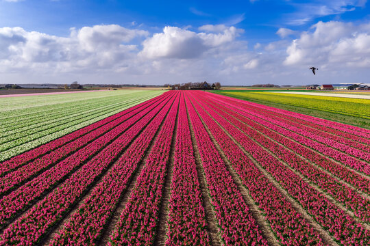 Aerial perspective of pink and magenta hyacinth rows with yellow daffodils and a bird in flight near Keukenhof, Netherlands