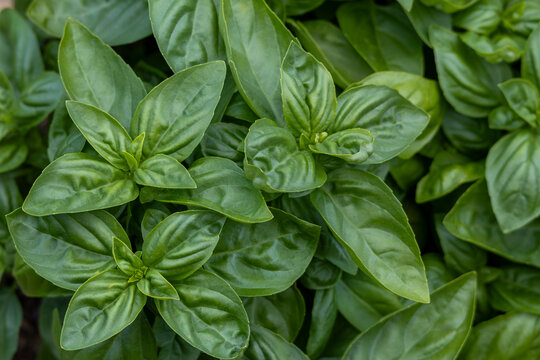Close up top view of a potted planter of sweet basil (Ocimum basilicum) plants with lush green foliage