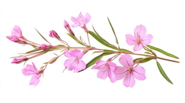 Rosebay willowherb Flower isolated on white background.