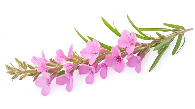 Rosebay willowherb Flower isolated on white background.