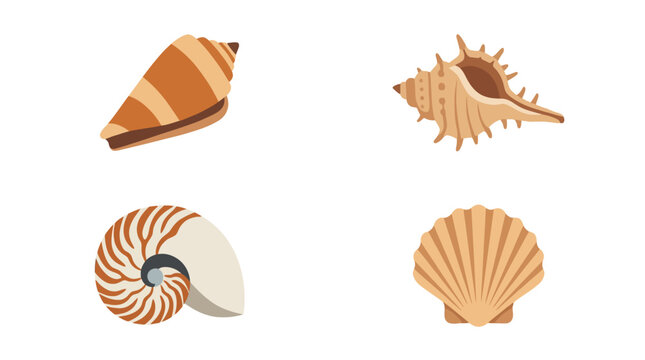Set of four different sea shells isolated on white background