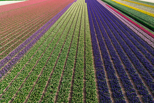 Diagonal aerial of converging hyacinth tulip stripes in pink purple green and yellow near Keukenhof, Netherlands