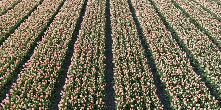 Wide panoramic low aerial of pale peach pink tulip rows in dense converging perspective near Keukenhof, Netherlands