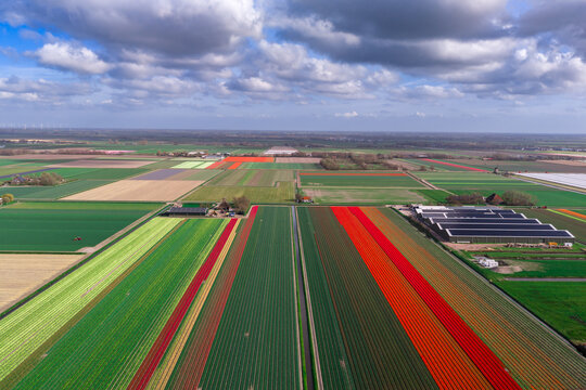 Wide aerial of multicolor Bollenstreek tulip and daffodil fields with greenhouses under cloudy sky near Keukenhof, Netherlands