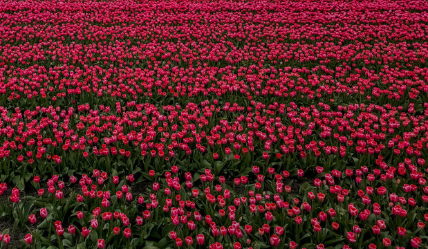 Wide panoramic macro of vibrant pink and red tulip blossoms in a Bollenstreek bulb field near Keukenhof, South Holland, Netherlands